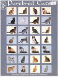 Purebred Cats