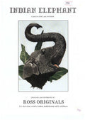 Indian Elephant